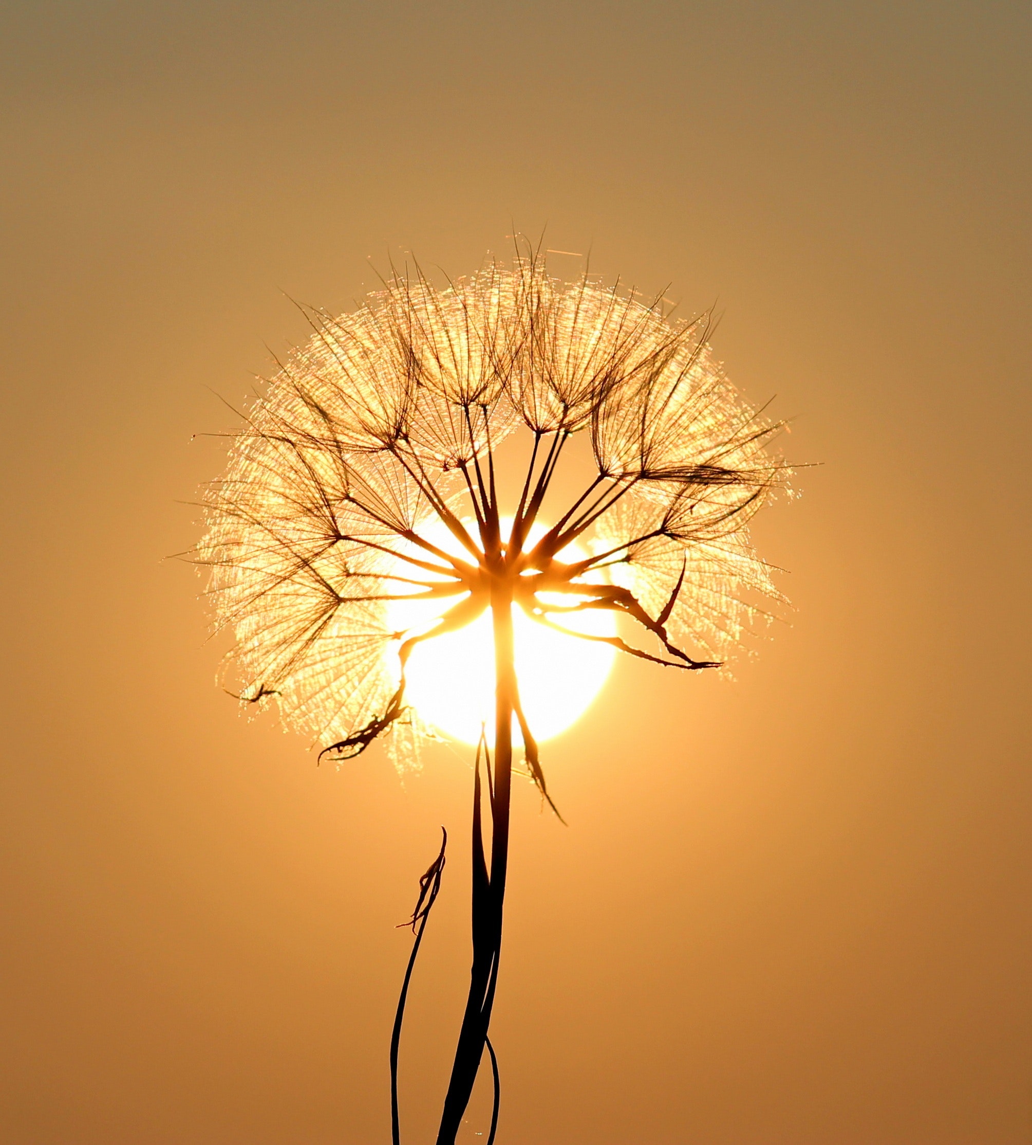 bloom-blossom-dandelion-192544.jpg